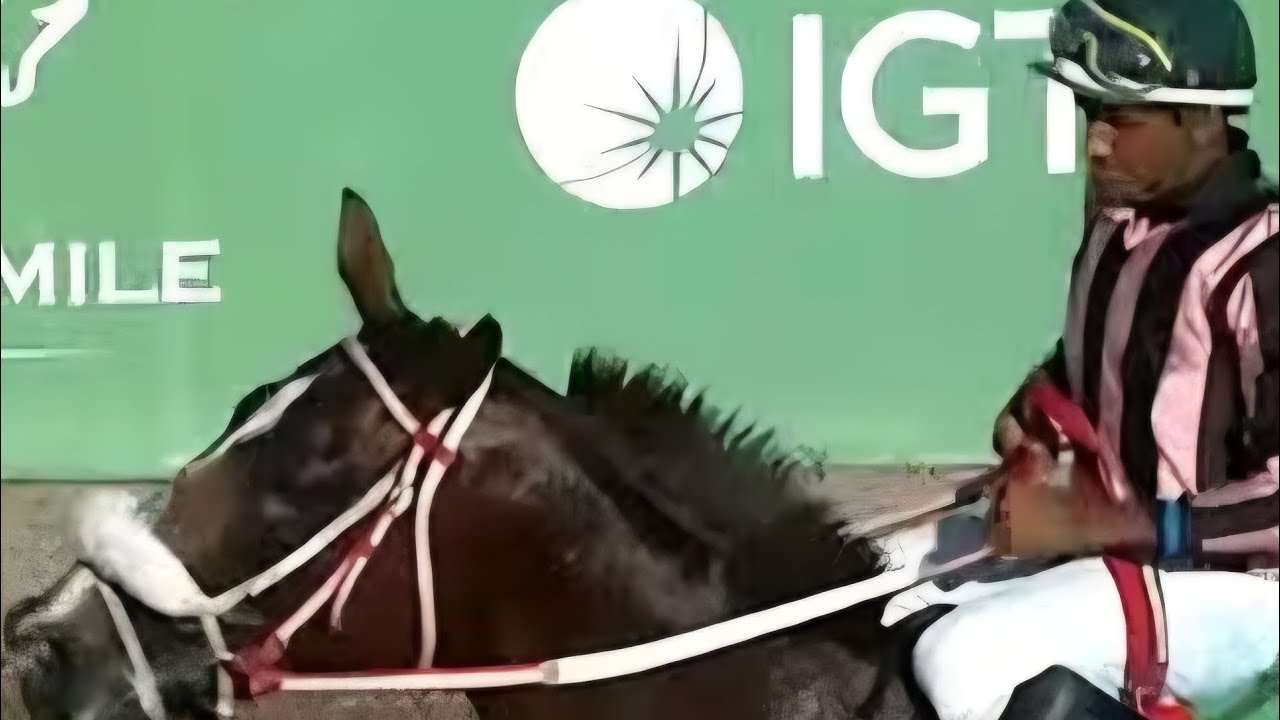 Тренировочная трасса Кайманас-Парк #лошадь #жокеи #кайманаспарк #советы Ваш победитель здесь 17/0...