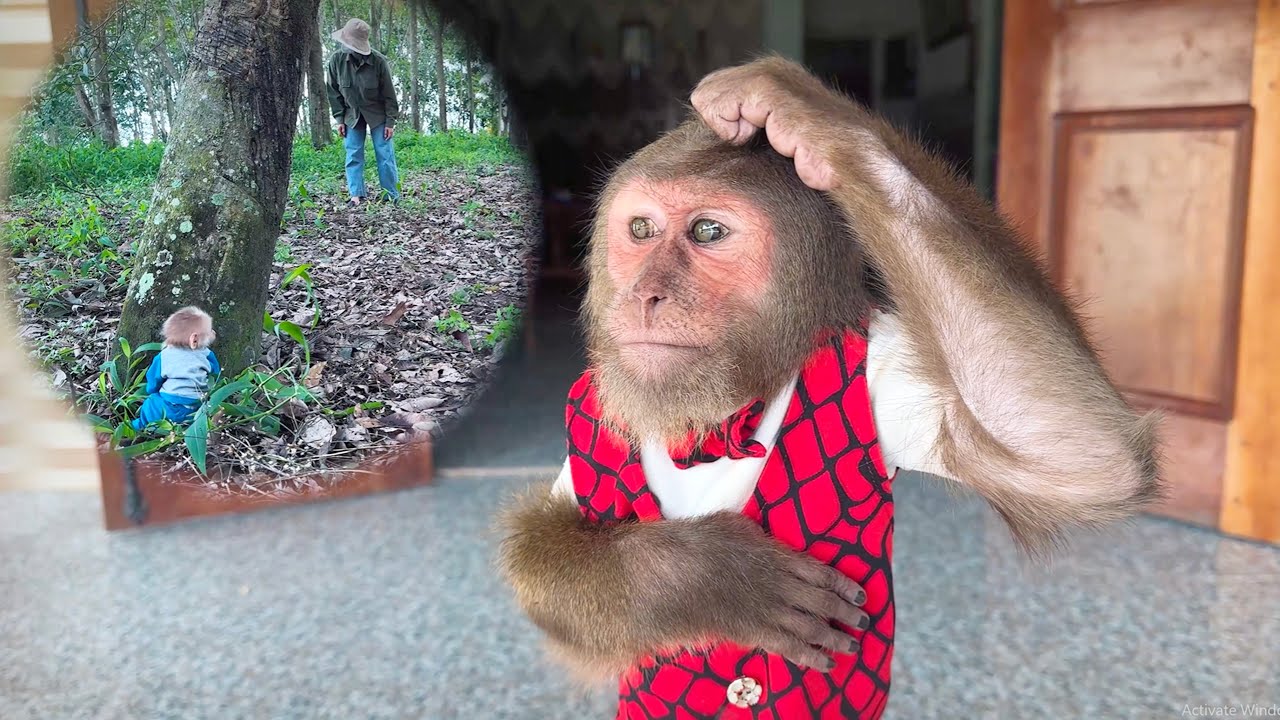 Too Brave & Smart! CUTIS Protects the Baby Monkey from a Stranger