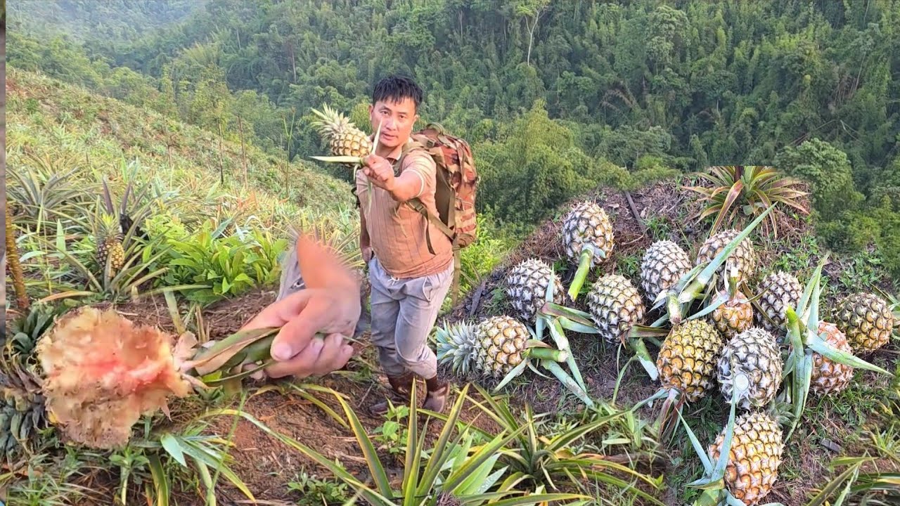Mab Noj Txiv Puv Luj Heev Tiag Tiag 