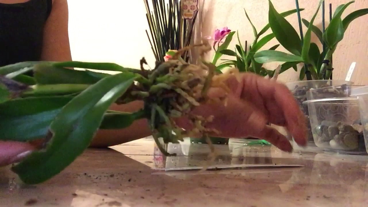 transplante de orquidea cattleyas