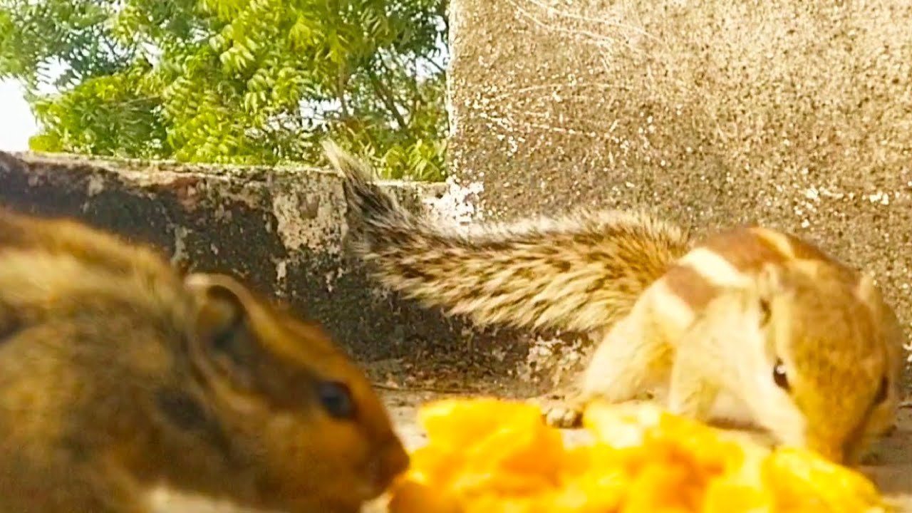 गिलहरी का खाना चुराने आया हुआ कौवा