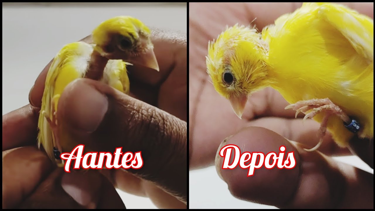 Problema de falha nas penas RESOLVIDO!!