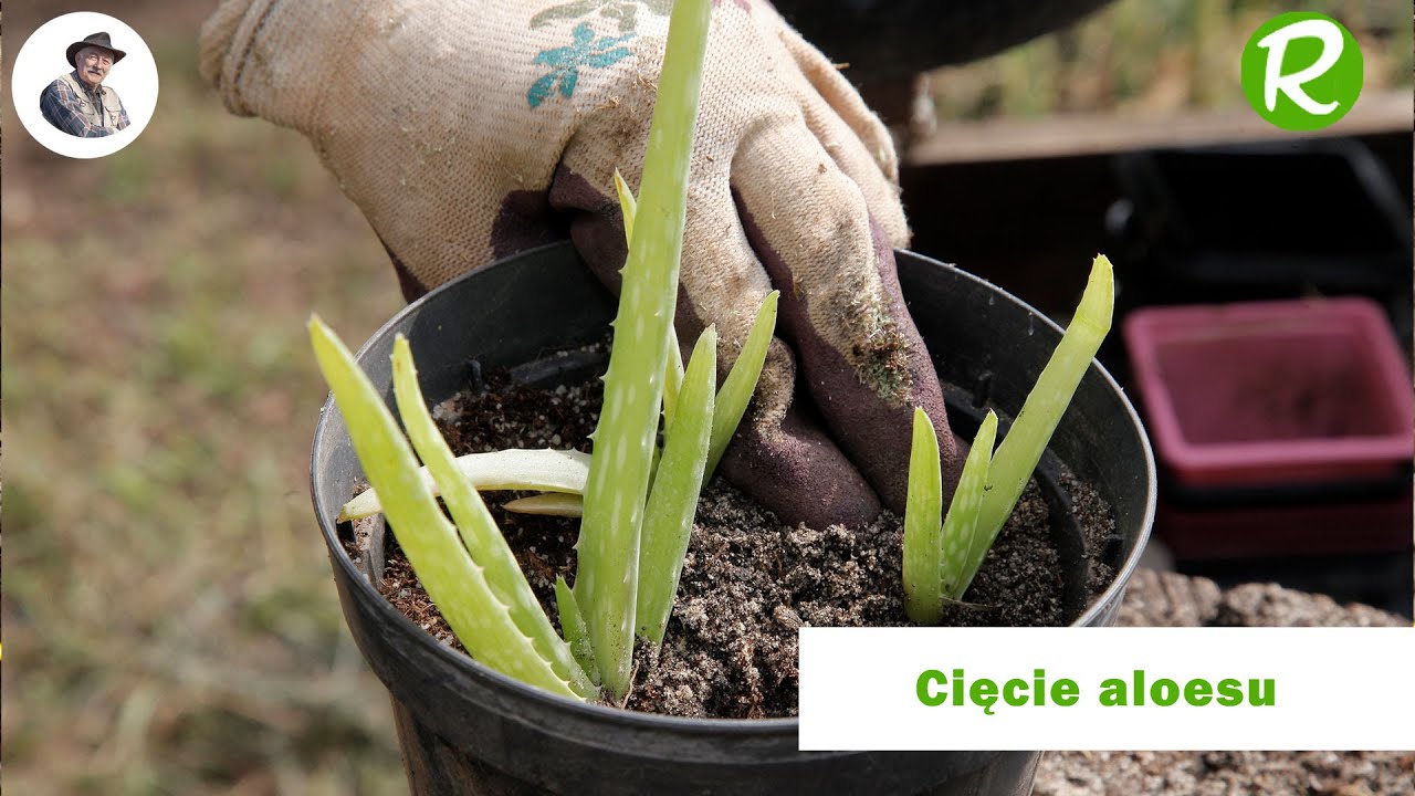 Cięcie aloesu