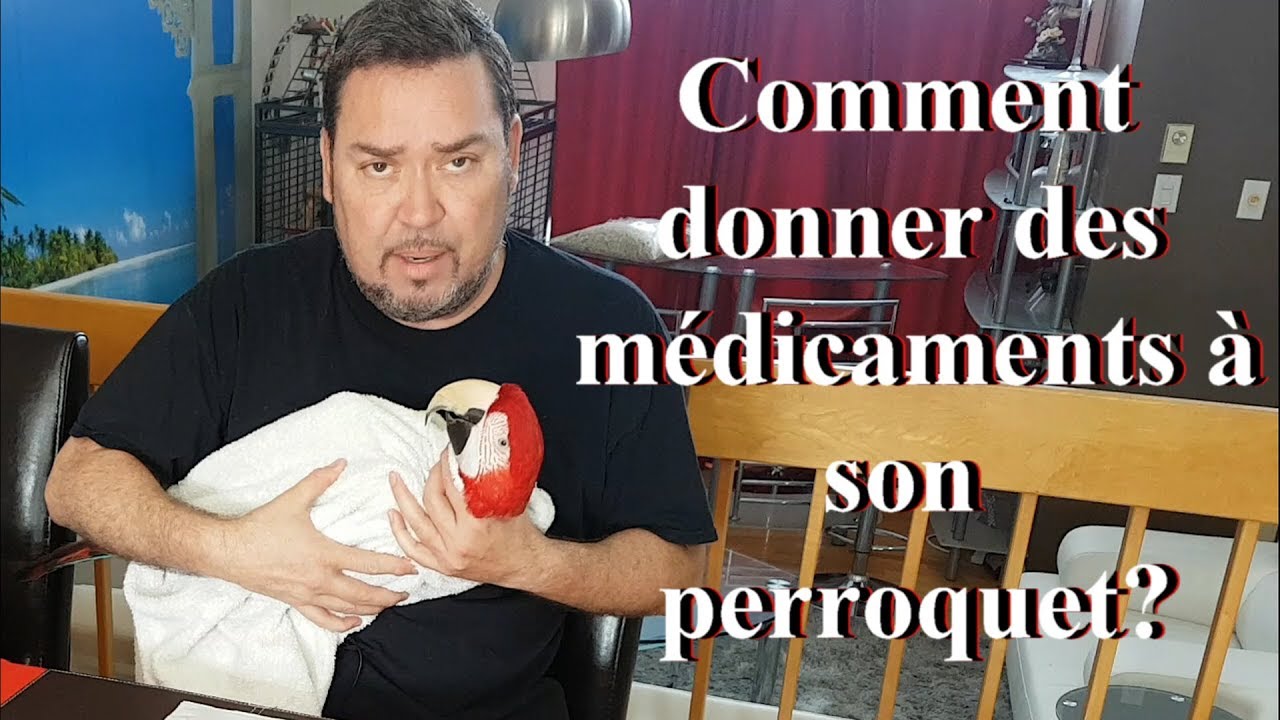 Comment donner des médicaments à son perroquet?