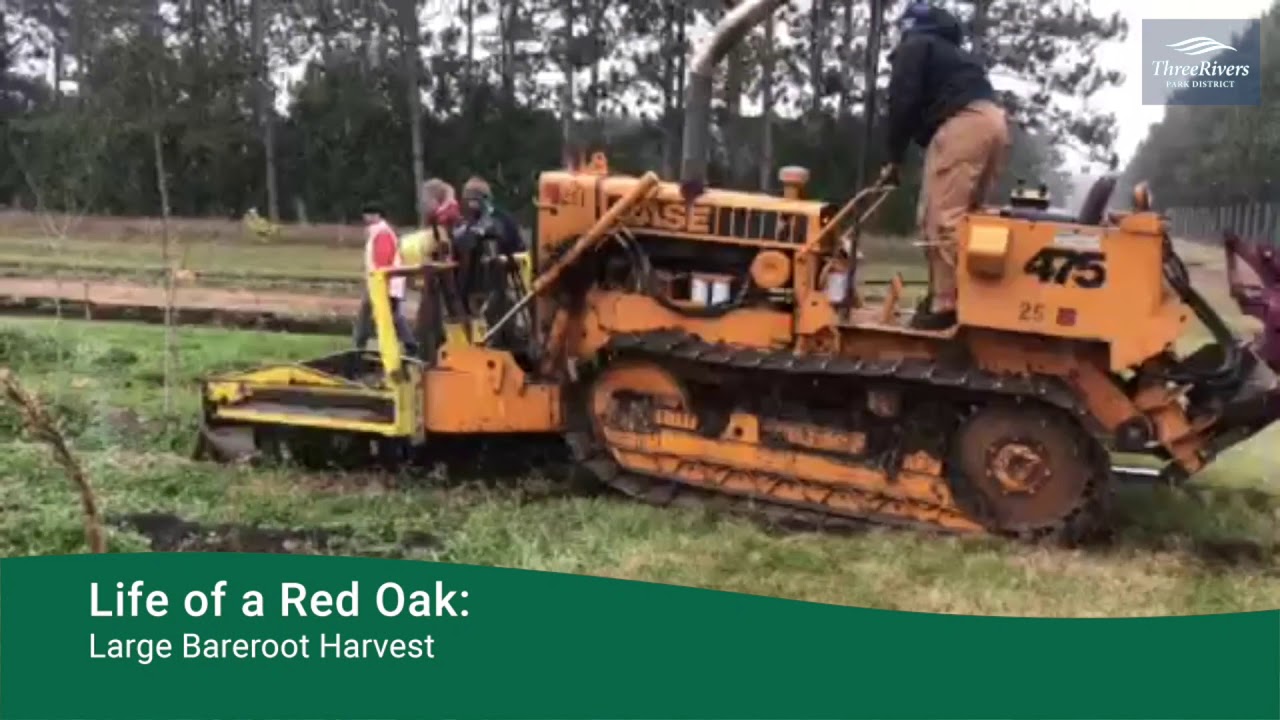 Life of a Red Oak