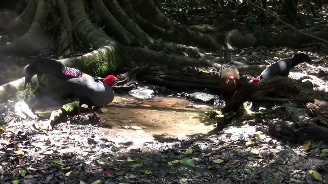 Siamese Fireback, Thailand.
