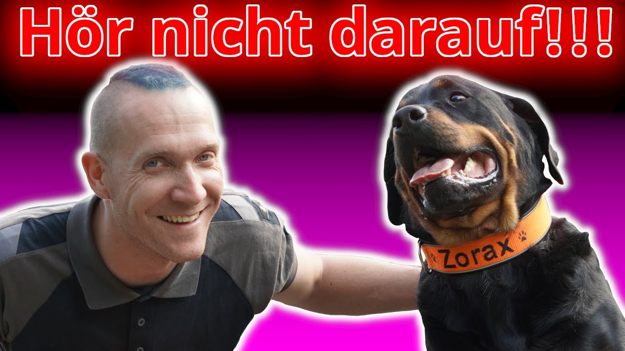 Lass Dich nicht verarschen! Warum rein positives Hundetraining Deiner Mensch-Hundbeziehung schadet!