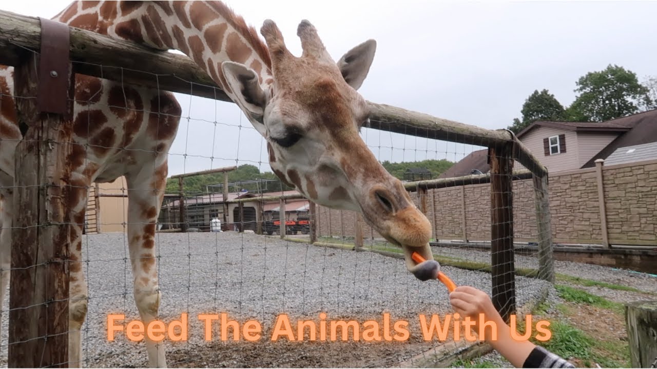 You Won't Beleive the New Animals at Hovatters Zoo!