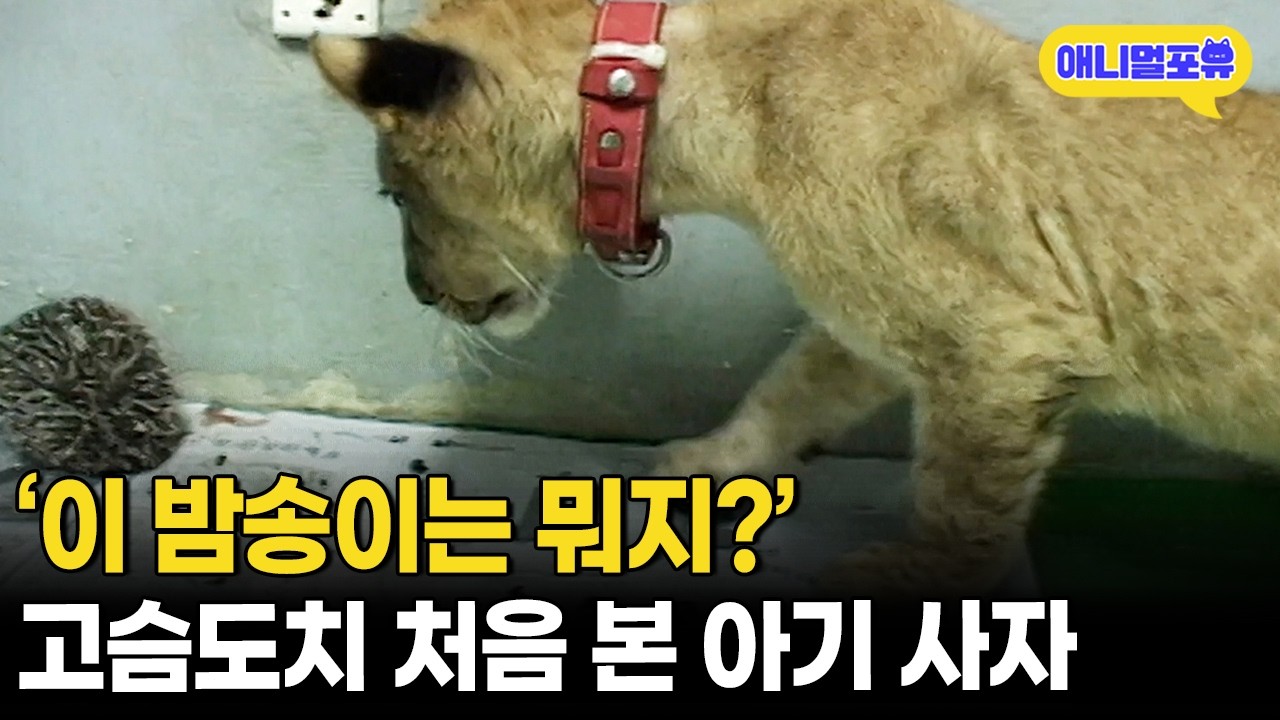 똥강아디 같은 아기 사자, 하다 하다 고슴도치 밥까지 훔쳐먹음ㅋㅋㅋㅋㅣKBS 주주클럽 040918 방송
