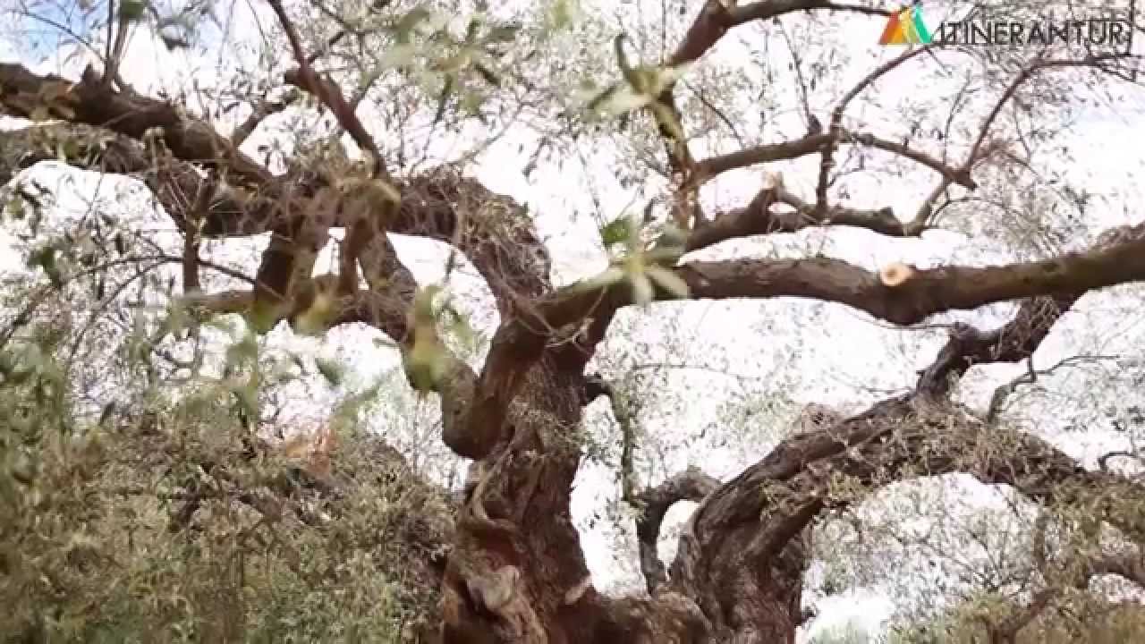Les Oliveres Mil·lenàries - Los Olivos Milenarios  - Itinerantur Rutas Cultura Natura