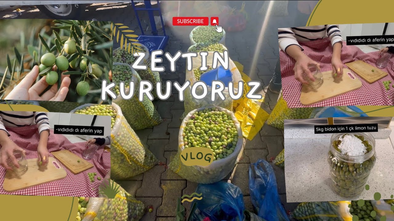 Zeytin Zamanı 🫒 Kurulum, Kırma ve Bekleme Süreci I Vlog