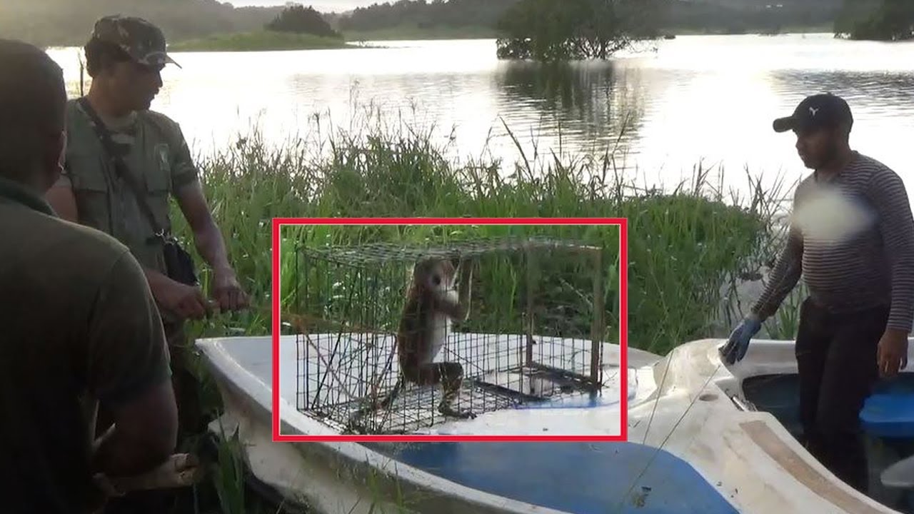 Rescue monkeys trapped in floodwaters and release them back into the wild |Amazing Monkey Moments