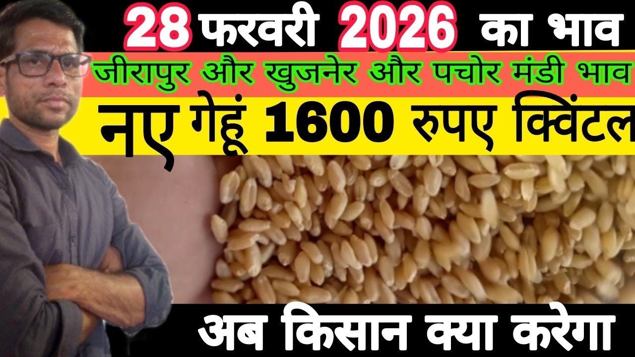 नए गेहूं का भाव खुजनेर मंडी भाव|जीरापुर मंडी भाव|नीमच मंडी भाव|मंदसौर मंडी भाव|पचोर मंडी भाव|गेहूं
