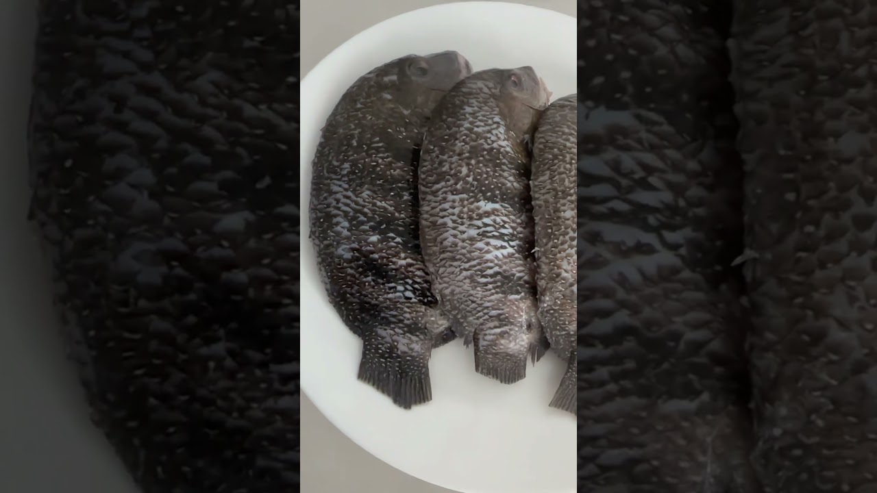 Green Chromide | Pearl Spot Fish | Karimeen | Low-fat & High-protein Fish | #Shorts | ​Cool Places