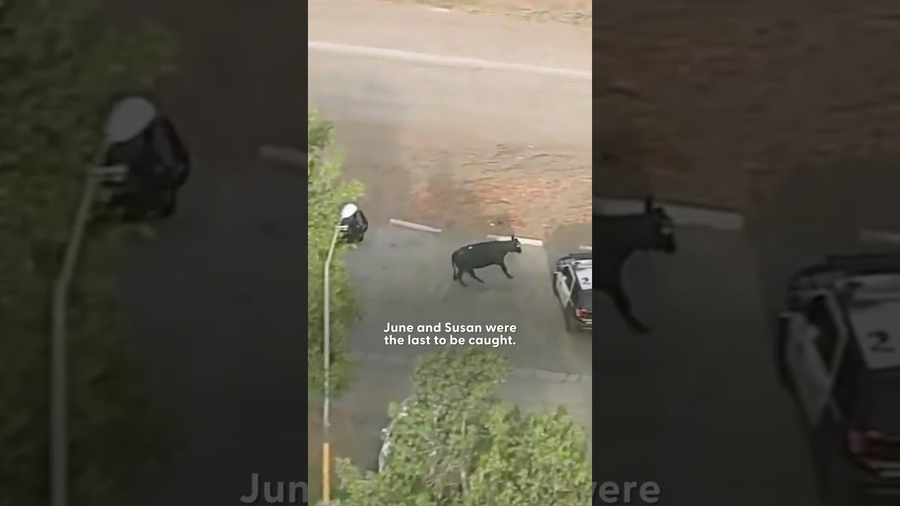 Forty Cows Make A Run For It And Escape A Slaughterhouse | The Dodo
