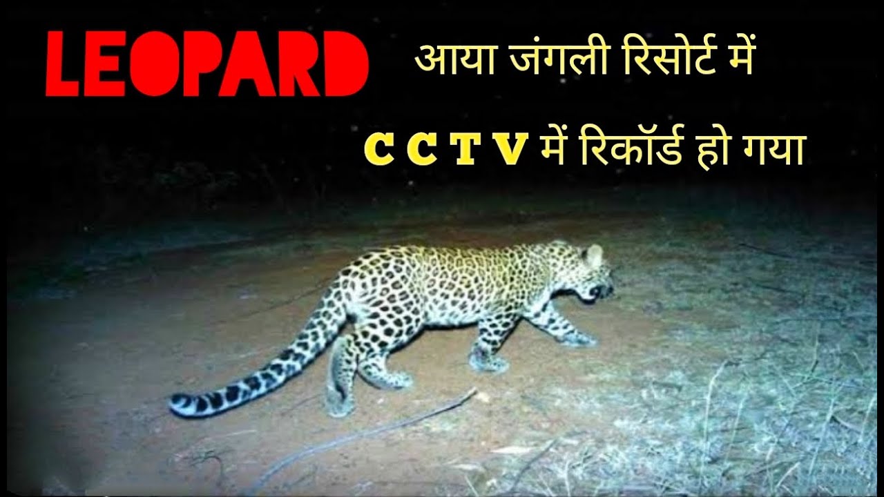 तेंदुआ आ गया रिसोर्ट में। जंगली Resort राजाजी नेशनल पार्क Rishikesh उत्तराखंड | Rajaji National Park