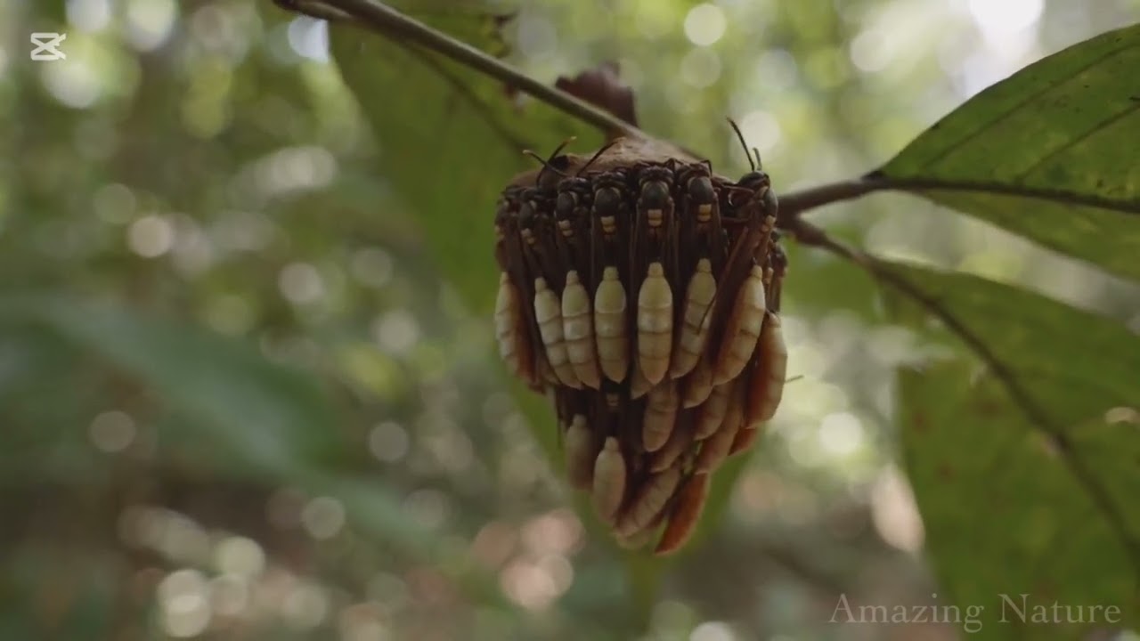 The beauty of the Amazon rainforest and the beauty of its animals😍