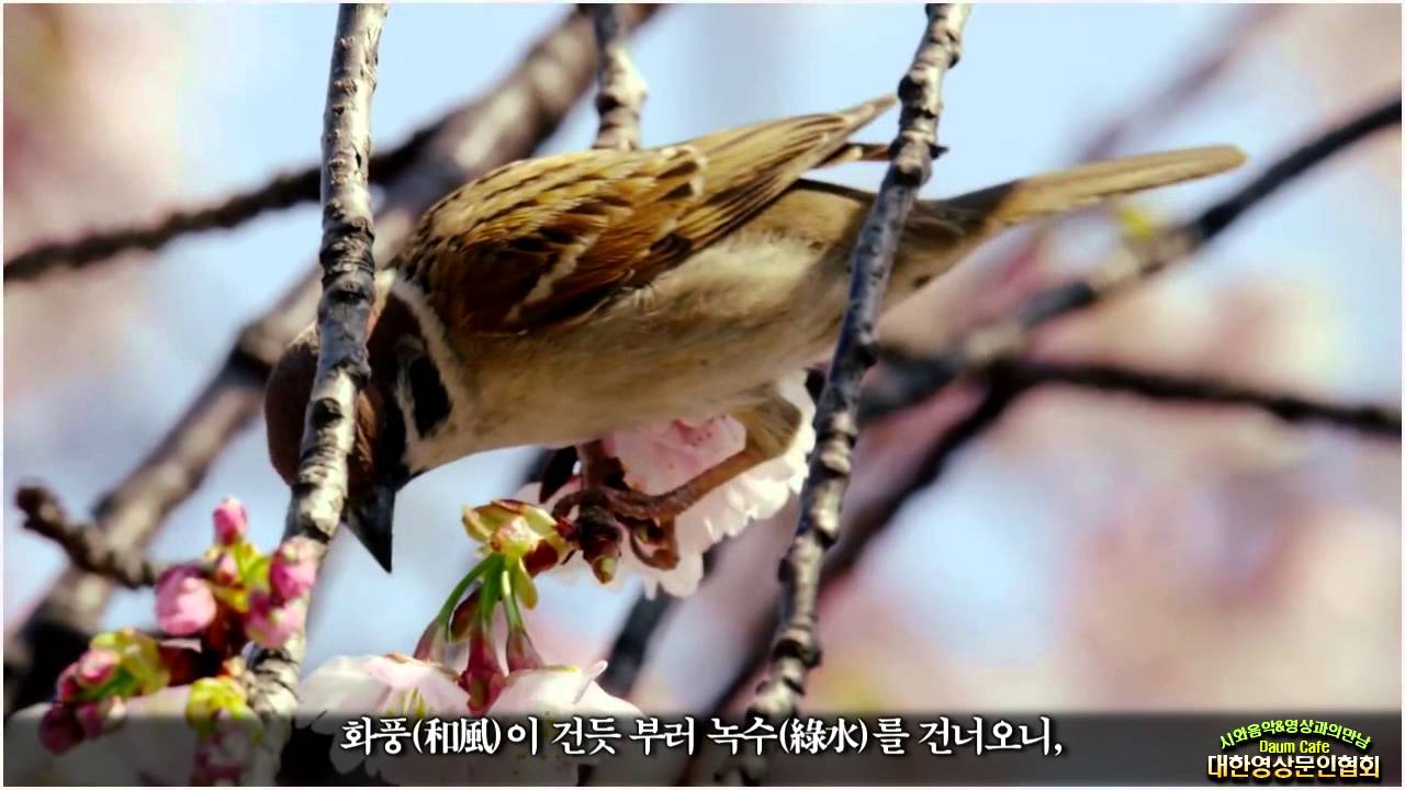 상춘곡(賞春曲)/정극인(낭송:김정환, 연출:개울)