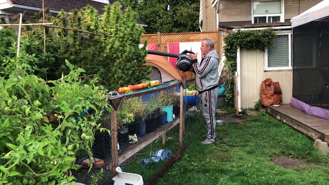 2020 Outdoor Grow.