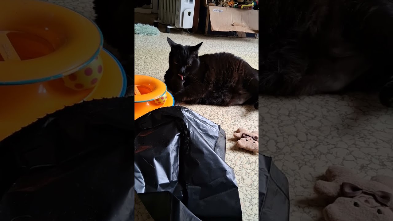 Update Time 🐈‍⬛💕🐈 #funnycats #funnypets 