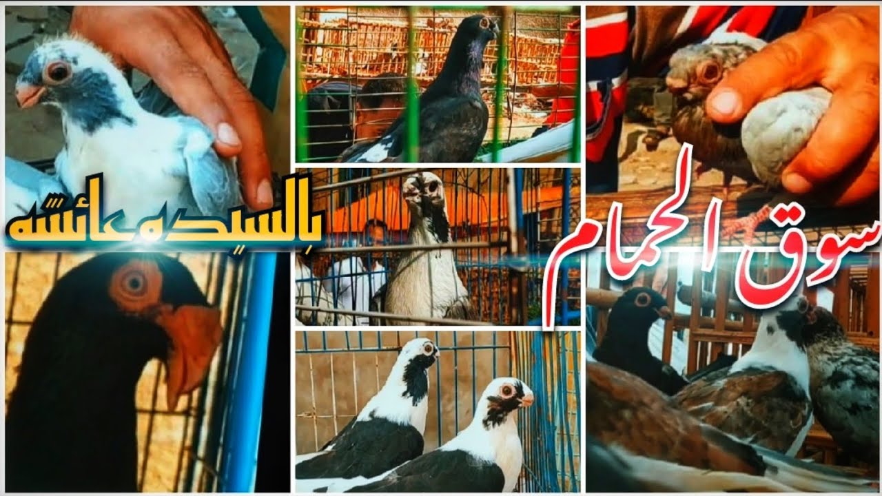 سوق الحمام يوم الجمعه بالسيده عائشه 💥🕊️ الجزء الثاني 💯 حمام غزار وزينه وزاجل 👍