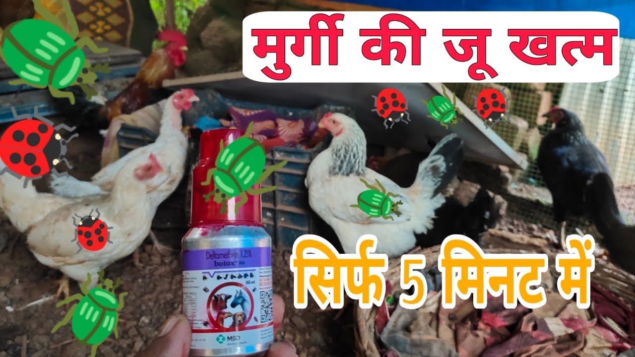 murgi ki ju marne ki dawa 🪲 murgi ki ju kaise khatam kare 🐞 murgi ki ju ka ilaj