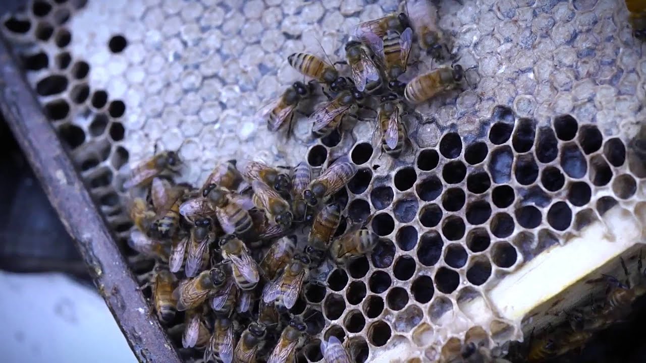 BBC - Live, Packaged Bees