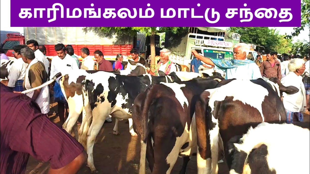 காரிமங்கலம் மாட்டு சந்தை//கிடாரிகள் ஒரு பார்வை//karimangalam cow market.