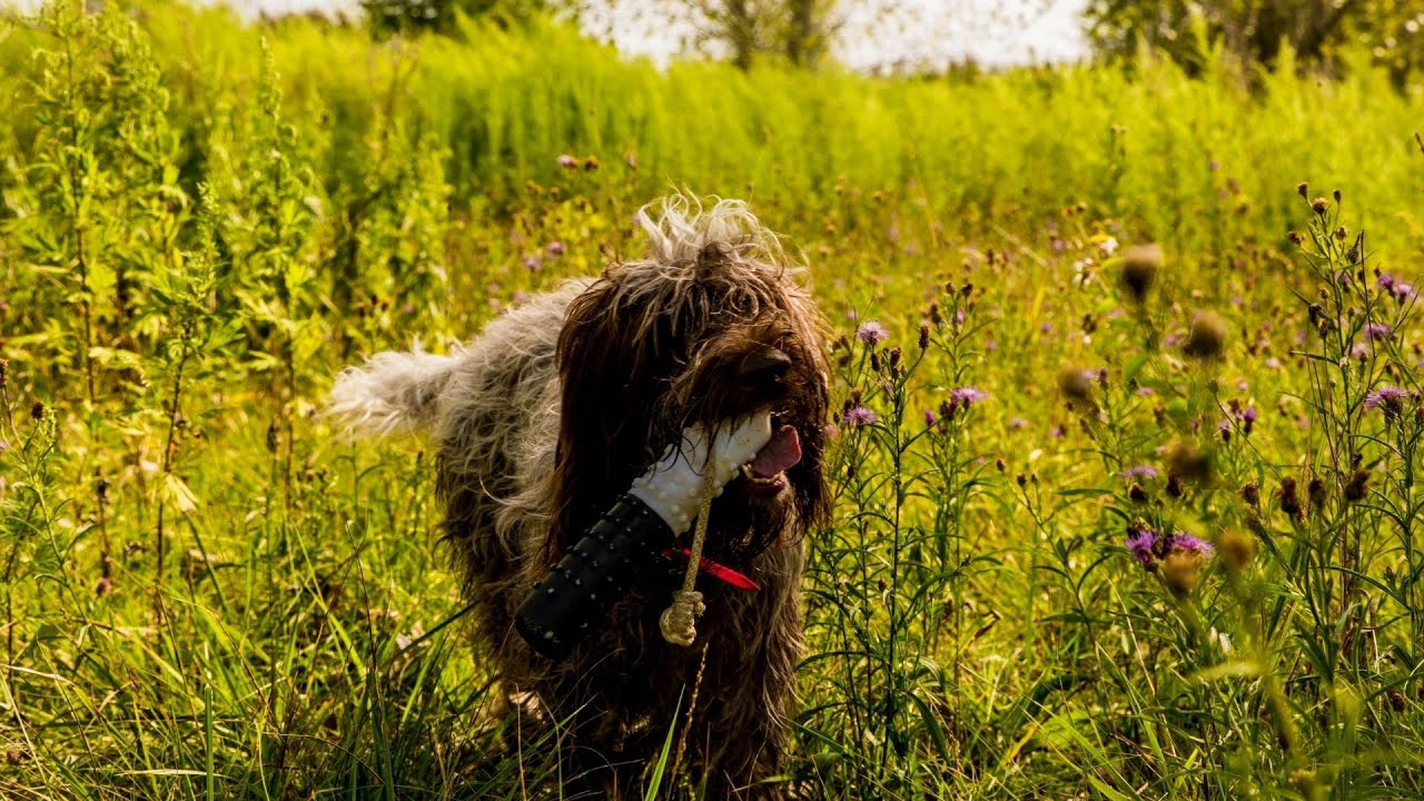 Hunting with the Wirehaired Pointing Griffon: A Versatile Hunting Dog