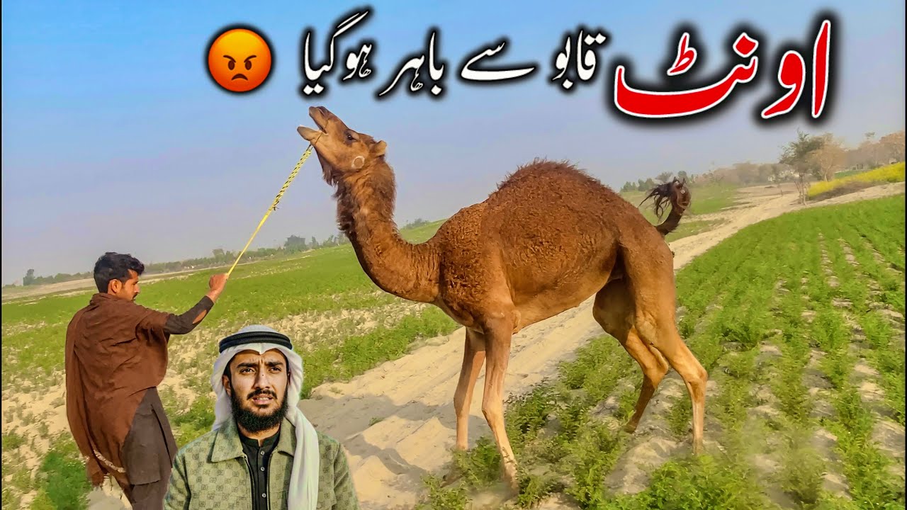 اونٹ قابو سے باہر ہوگیا 😡