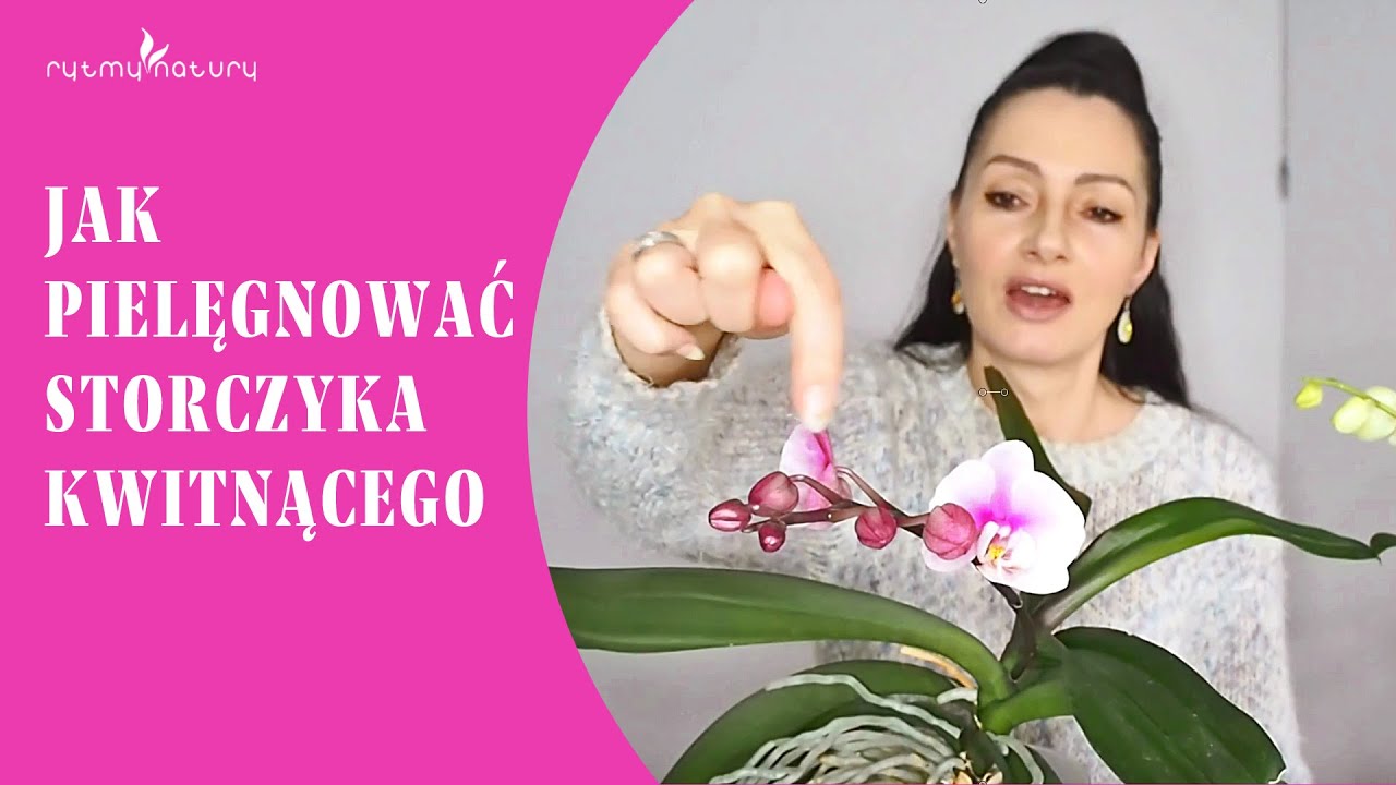 Jak pielęgnować storczyki phalaenopsisy, które zakwitają
