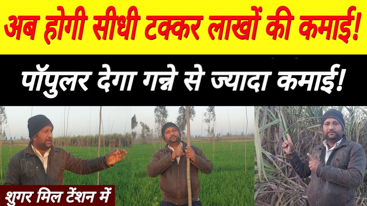अब सीधी टक्कर पॉपुलर देगा गन्ने से ज्यादा कमाई!