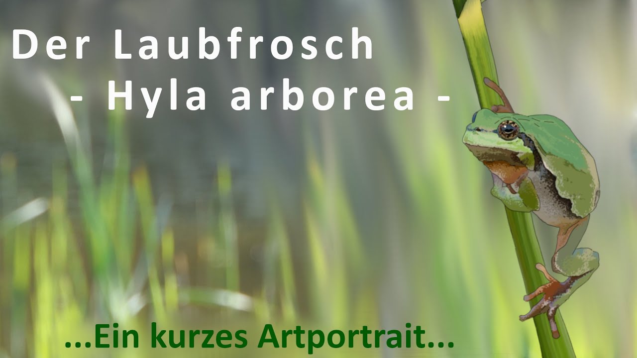 Das Wichtigste zum Laubfrosch - Hyla arborea