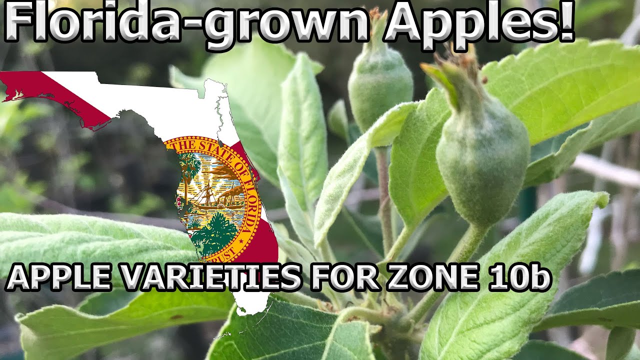 Apple Blossoms (without any chill during winter): Growing Apples in South Florida 🍎🍏🌼😎