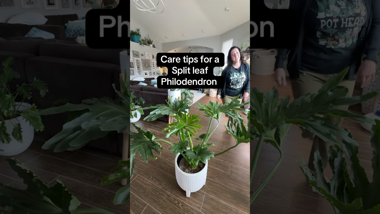 Care tips to have a thriving split leaf philodendron! #philodendron #plants #houseplants  #plantcare