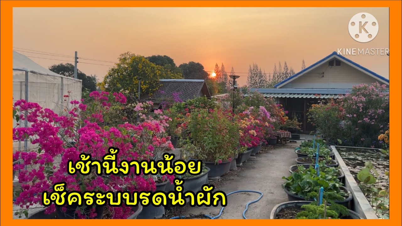 เช้านี้งานน้อย เช็คระบบรดน้ำผัก🐶🌹🐶