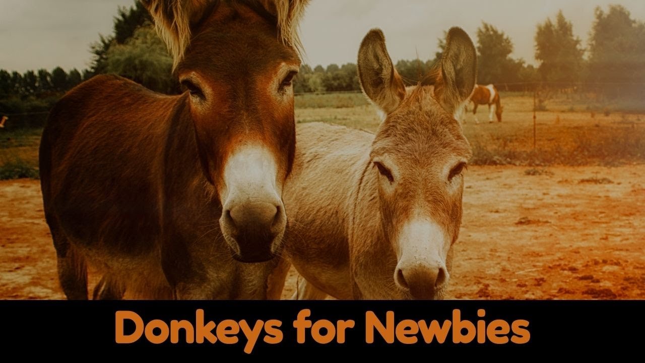 Raising Donkeys for Newbies. A Silly Beginner&rsquo;s Guide to Donkey Drama.