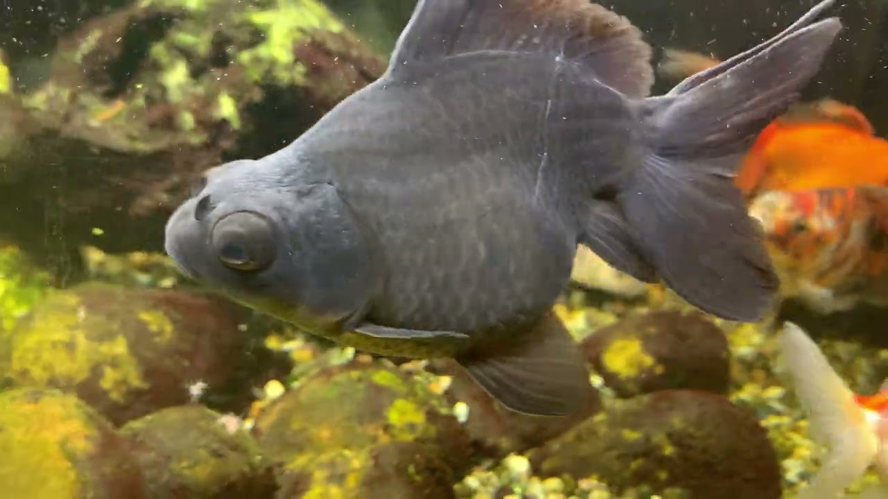 Fancy Goldfish Eating Brine Shrimp 