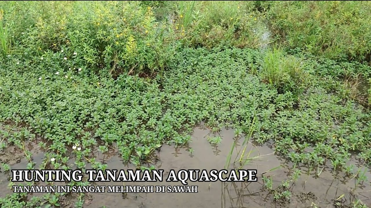 Nyari tanaman aquascape di sawah