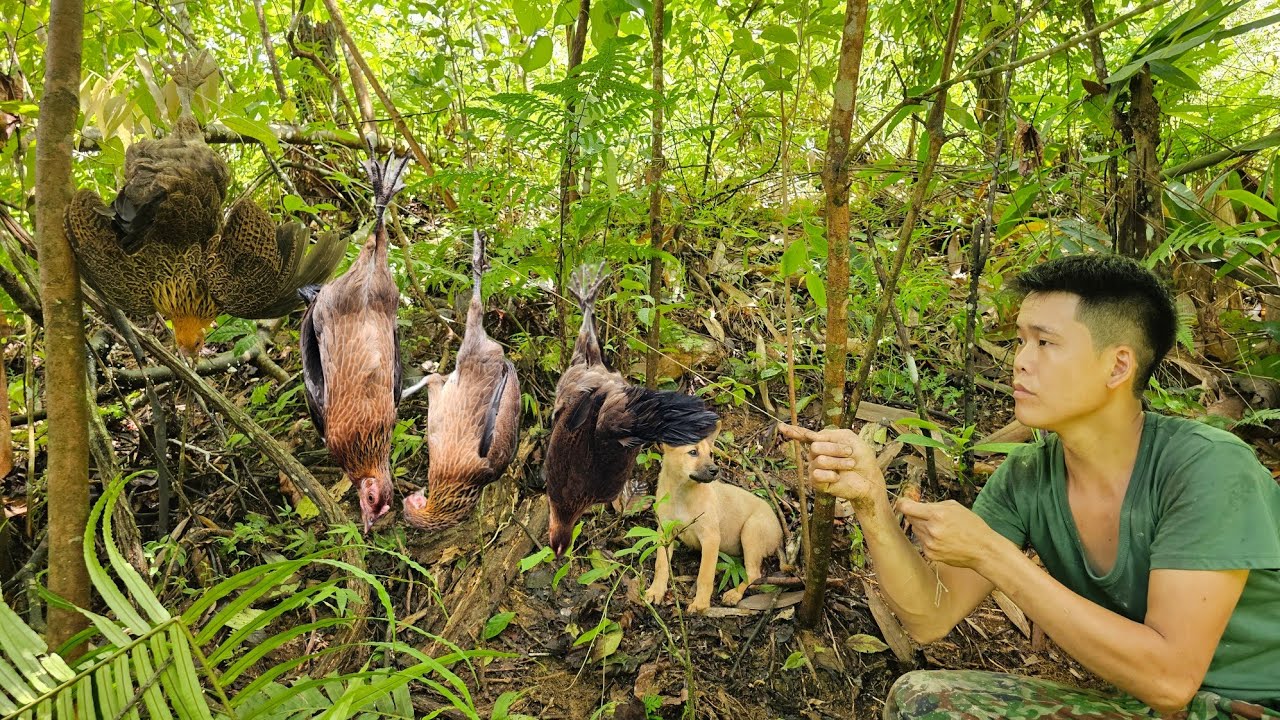 wild chicken footprints, building shelter for wild pigs in the rainy season, survival skills alone