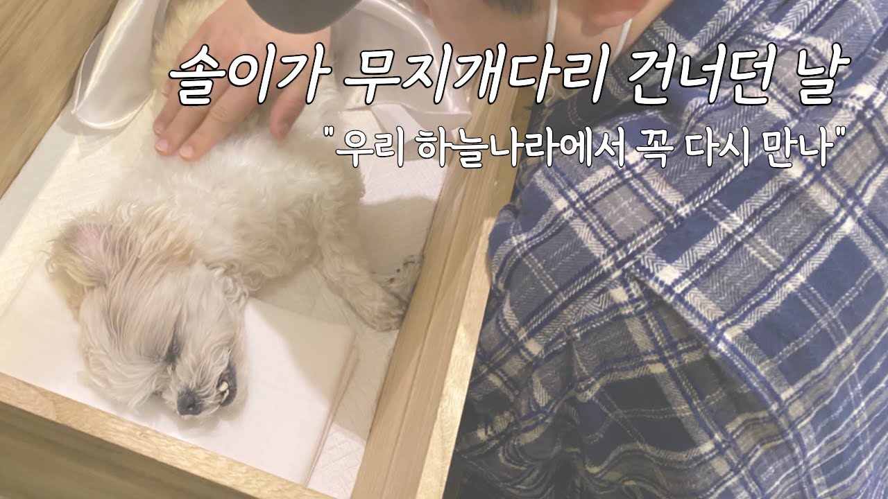 1년만에 꺼내보는 솔이의 무지개다리 건너던 날 | 13살 노견 강아지 폐수종, 사경 증후군 그리고 반려견 장례식 (추모영상)