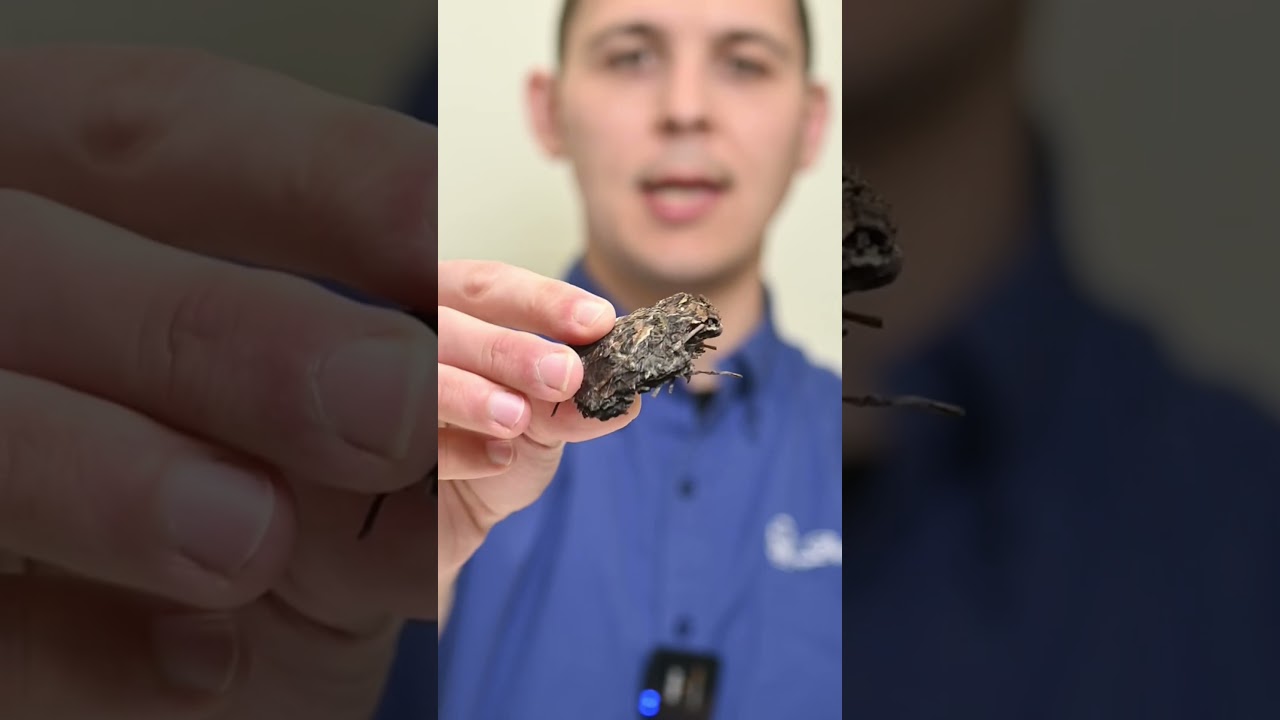 Differences Between White Tea and Green Tea