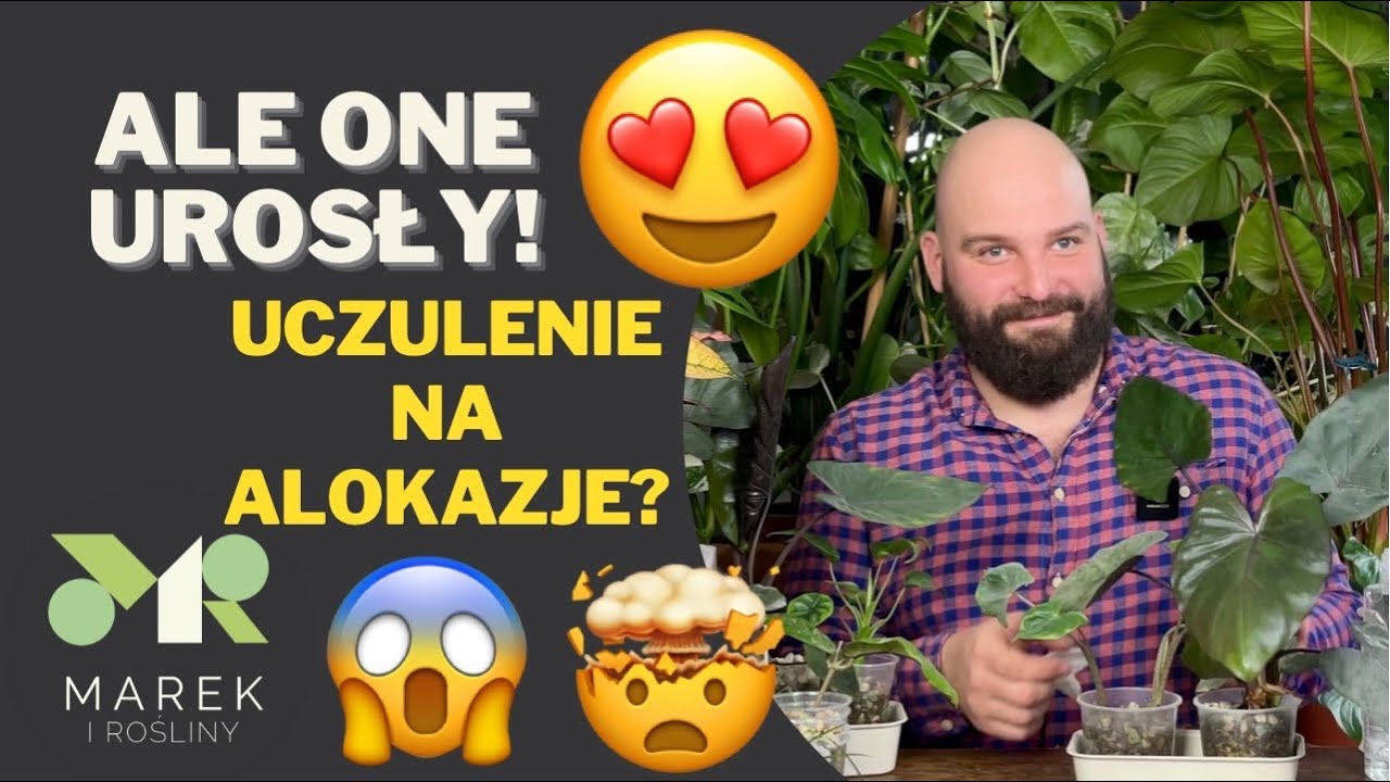 Ale one urosły! Uczulenie na alokazje?!