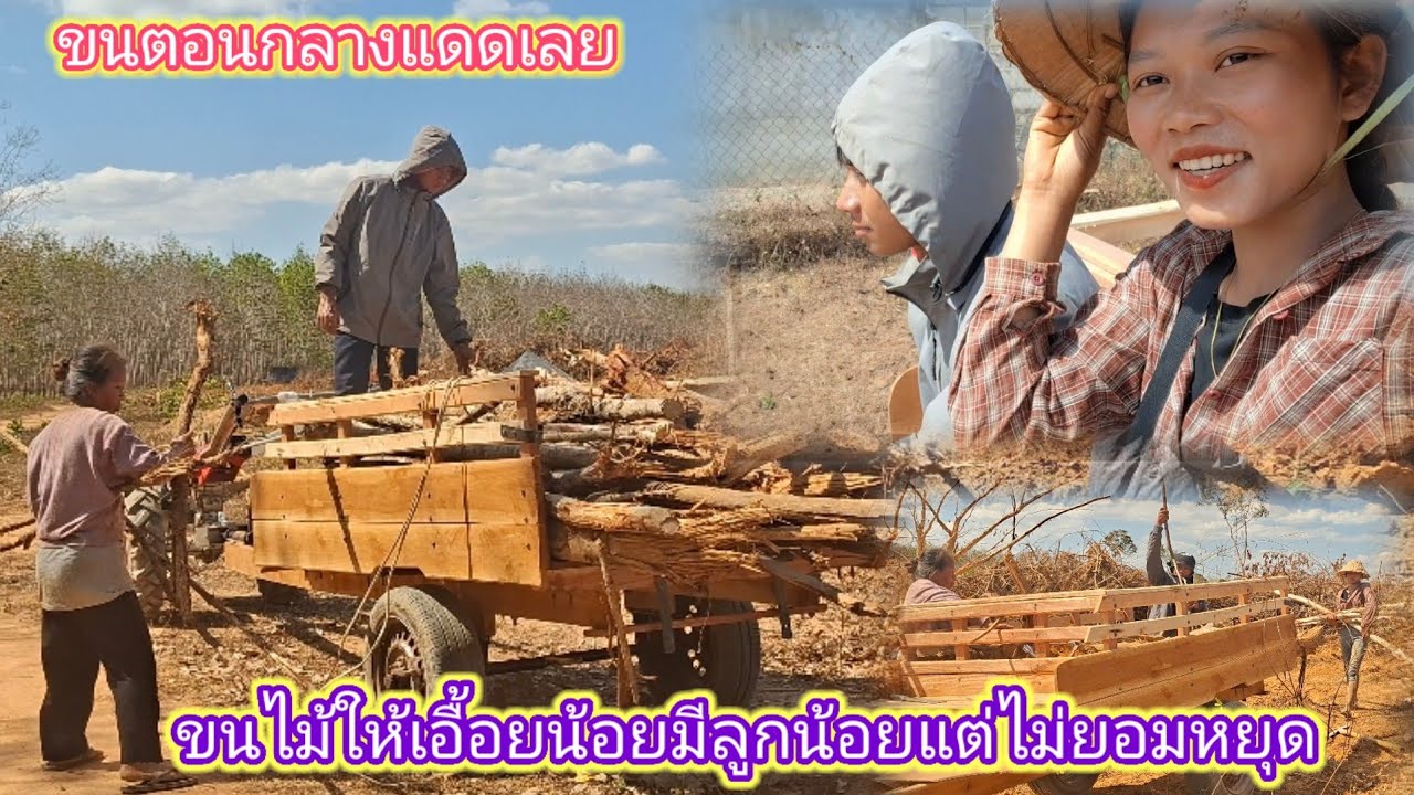 ขนไม้ให้เอื้อยน้อย กลางแดดไม่ยอมพากันหยุด 29 มกราคม ค.ศ. 2026