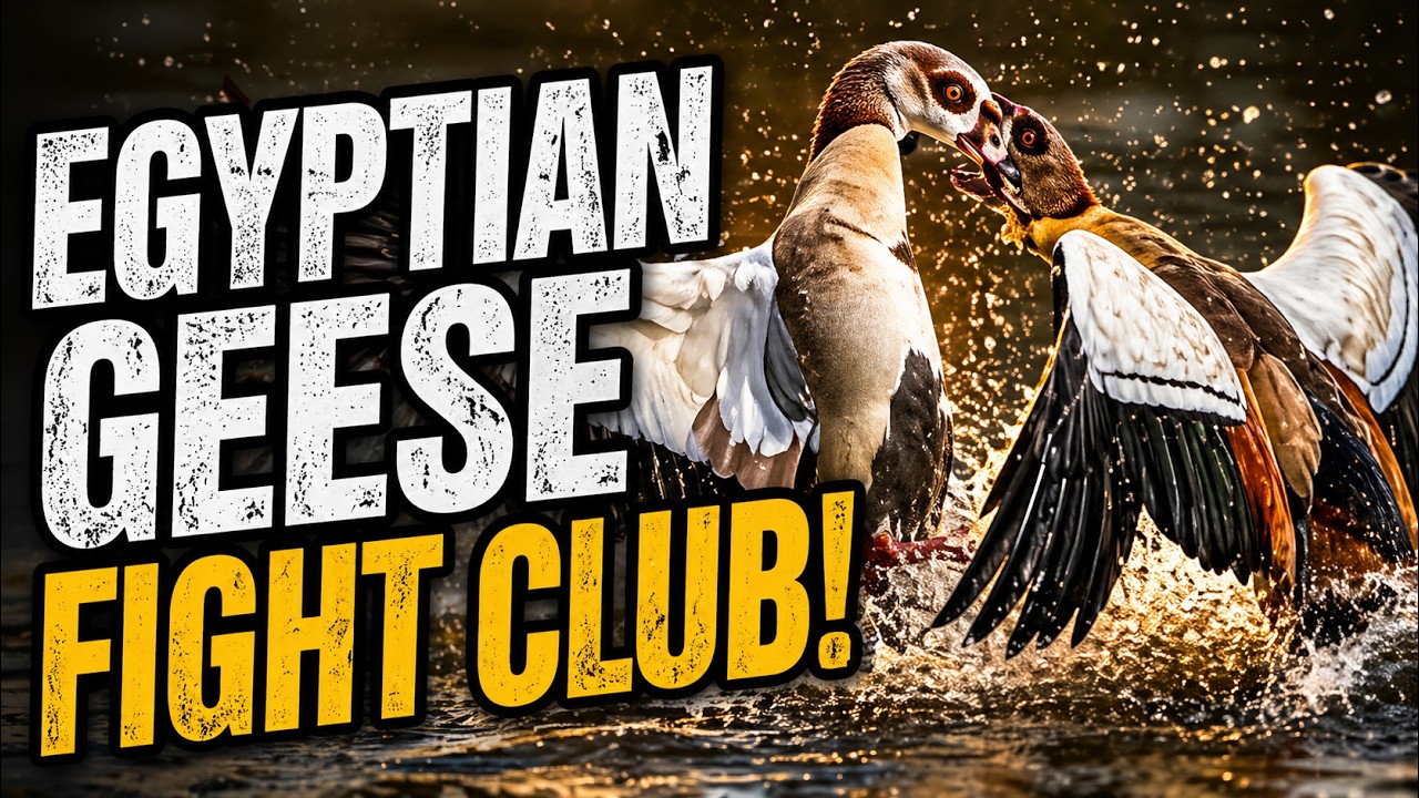 Egyptian Geese Fight Club 🦆🦆 Caught in the Act