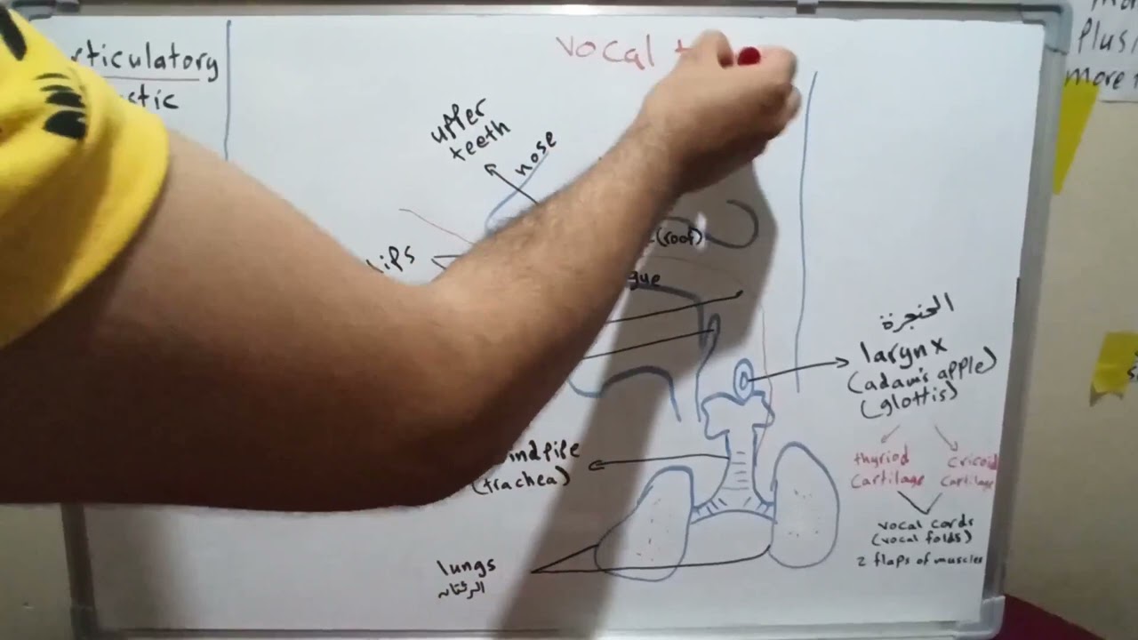 Articulators (the vocal tract)