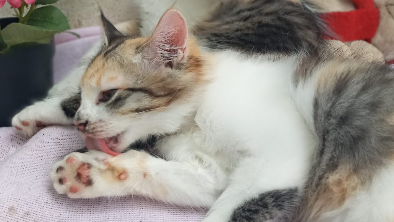 Time Machine Cats !!!! Longest Daily Cat's Story