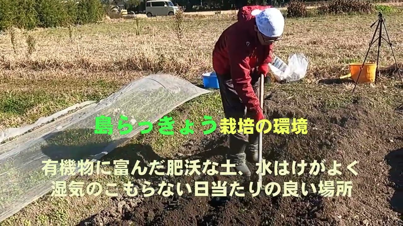 島らっきょうの植付け～沖縄直送直伝～