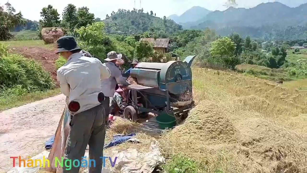 Tập cuối - Nông dân Bản Thái - Tây Bắc, vượt nắng thắng mưa, say sưa thu hoạch lúa đã kết thúc.