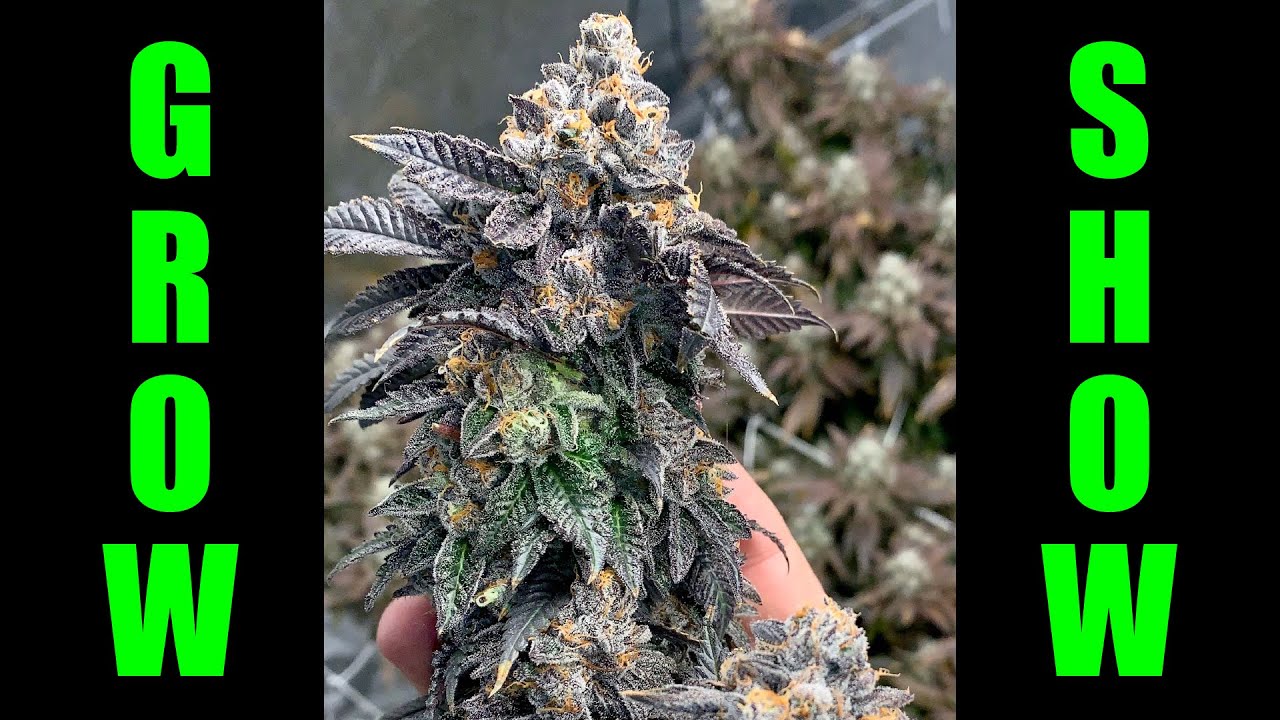 Photosyntech Grow Show Ep. 2 - Why build a grow room? Grow progress and weekly grower spotlight.